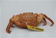 藏品(鱗形斜紋蟹)的圖片